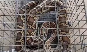 Thêm một con trăn gấm quý hiếm được thả về môi trường tự nhiên
