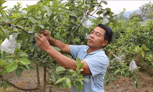 Những bí thư chi bộ người dân tộc làm kinh tế giỏi nhờ thay đổi nếp nghĩ, cách làm