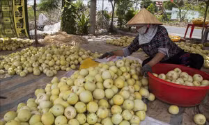 Nông dân Kiên Giang lãi cao nhờ dưa lê được giá