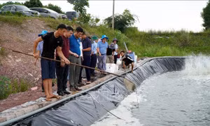 Phát triển nghề nuôi tôm qua liên kết, hợp tác theo chuỗi giá trị