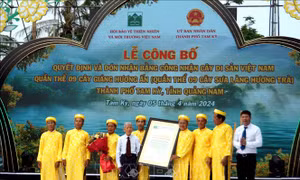 Quảng Nam: Khai mạc lễ hội 'Tam Kỳ - mùa Hoa Sưa năm 2024'