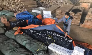 Chống buôn lậu thuốc lá: Vướng do xung đột pháp lý
