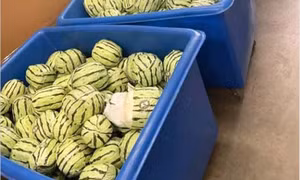 Mỹ thu giữ 2.000 kg ma túy đá ngụy trang thành dưa hấu