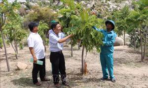 Hiệu quả từ mô hình trồng rừng trên núi đá tại Ninh Thuận