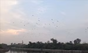 Bảo vệ đàn cò ở Di tích quốc gia đảo Cò, Hải Dương