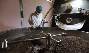 Cà phê 'ngóng trông' tín hiệu mùa vụ