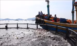 Nuôi biển công nghiệp vươn tầm kinh tế xanh - Bài 2: Nâng cao chuỗi giá trị