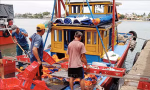 Ngư dân Quảng Nam đặt mục tiêu khai thác 130.000 tấn hải sản