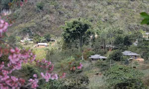 Sắc xuân nơi thung lũng Na Ư