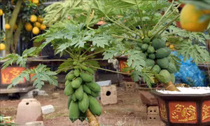 Độc đáo vườn đu đủ bonsai trĩu quả chơi Tết