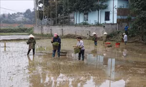 Nhiều giải pháp thực hiện gieo cấy đúng khung lịch thời vụ
