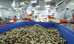 Nền tảng để ngao Việt vươn xa