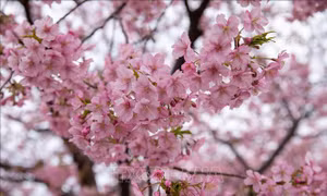 Hàn Quốc: Lễ hội hoa anh đào Jinhae năm nay kết thúc trong tĩnh lặng