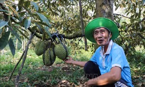 Chuyển đổi tư duy nông nghiệp giúp nông dân tiếp cận giá trị cao - Bài 1: Tăng kết nối, nâng chất lượng