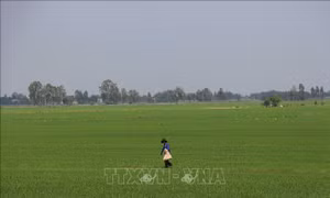 Chuyển đổi tư duy nông nghiệp giúp nông dân tiếp cận giá trị cao - Bài cuối: Đa dạng giải pháp