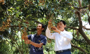 Xây dựng những nông dân chuyên nghiệp trên đất Sen Hồng - Bài cuối: Hiệu quả thiết thực