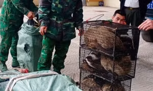 Bắt giữ đối tượng vận chuyển trái phép 72 cá thể cầy vòi