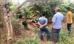 Bình Phước: Điều tra vụ người đàn ông tử vong trong rẫy cà phê