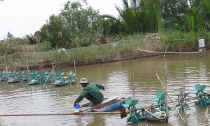 Đa dạng mô hình sản xuất kết hợp nuôi thủy sản sinh thái