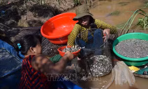 Ngư dân Đồng Tháp tất bật mưu sinh mùa nước nổi 