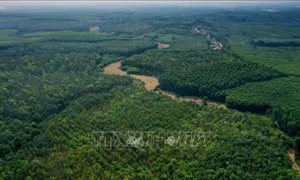 COP29 hướng tới tương lai bền vững: Bảo vệ con người, sinh kế và hệ sinh thái