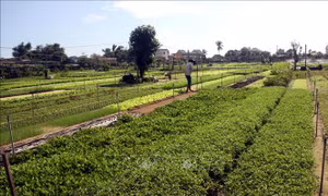 Rau truyền thống Trà Quế đắt khách