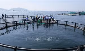 Khánh Hòa đối mặt với rủi ro dịch bệnh thủy sản
