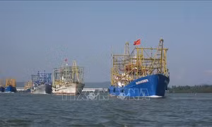 Các nghiệp đoàn nghề cá Quảng Nam rầm rập ra khơi