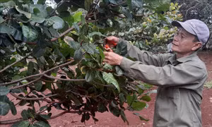 Làm giàu từ nông nghiệp sạch