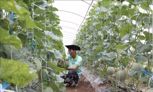 Nghị quyết 01/NQ-CP: Thúc đẩy kinh tế tuần hoàn trong nông nghiệp