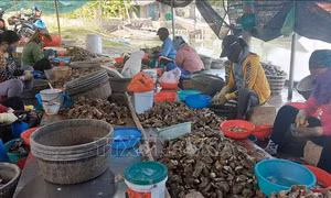 Các hộ nuôi hàu ở Quảng Ninh gặp khó vì thiếu quy hoạch 
