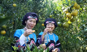 Trái ngọt trên vùng 'đất thép' Mường Khương