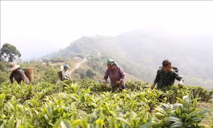 Chè Shan tuyết trở thành cây trồng chủ lực của đồng bào dân tộc thiểu số