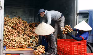 Bắc Giang: Xuất khẩu vải thiều thành công vào nhiều thị trường 'khó tính'