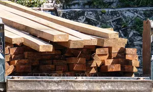 Điều tra làm rõ vụ vận chuyển hai tấn gỗ hương tía không rõ nguồn gốc