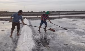 Diện tích sản xuất muối ngày càng bị thu hẹp