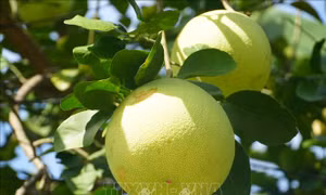 Bưởi thanh trà được giá