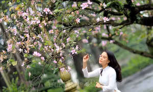 Dịu dàng sắc tím hoa ban 
