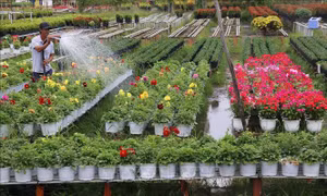Lần đầu tiên tổ chức Festival hoa, kiểng Sa Đéc với chủ đề 'Tình đất - Tình hoa'