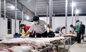 Siết chặt quản lý giết mổ, vận chuyển gia súc, gia cầm trong dịp Tết Nguyên đán 