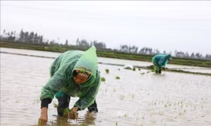 Hà Nội: Người dân lao động vẫn hăng say làm việc giữa trời rét 'cắt da, cắt thịt'