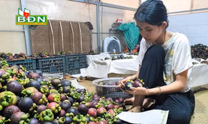 Hướng đi cho cây măng cụt GlobalGAP tại Đắk Nông