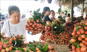 Thiết lập hệ thống tiêu thụ nông sản cho địa phương bị ảnh hưởng dịch COVID-19