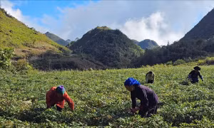 Thu hút doanh nghiệp phát triển cây dược liệu dưới tán rừng 