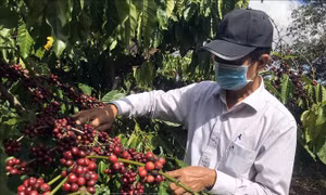 'Kích hoạt' tiềm năng vùng Tây Nguyên