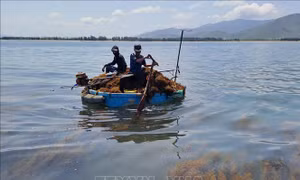 Rộn ràng mùa khai thác rong mơ vùng bãi ngang Quảng Bình