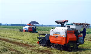 Đưa thiết bị bay vào gieo sạ, bón phân tạo bước đột phá trong sản xuất lúa