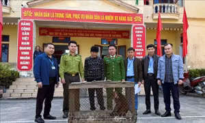 Người dân giao nộp khỉ mặt đỏ quý hiếm cho cơ quan chức năng