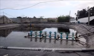 Nhiều bể nuôi tôm trái phép tại ven biển Thanh Hóa