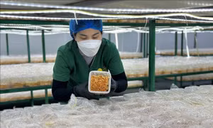 Phát triển kinh tế tập thể, nâng tầm sản phẩm OCOP trong kỷ nguyên số